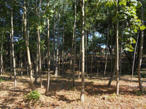 Nově upravená místa v Liberci...