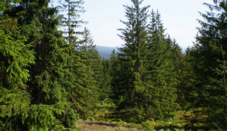 Ilustrační snímek