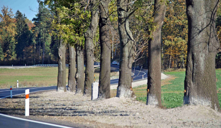 V Libereckém kraji loni kolem silnic vysázeli téměř 5200 stromů