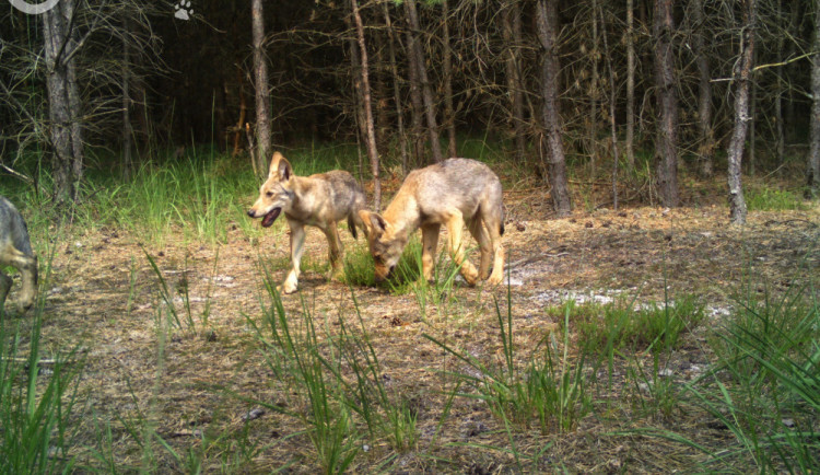 Vlčata z Máchova kraje zachycena fotopastí