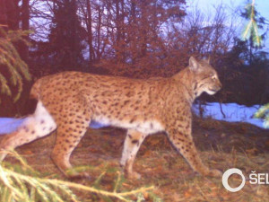 Rysice Hortnezia v Beskydech na fotopasti