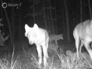 Vlk z Máchova kraje na fotopasti
