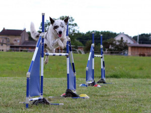 Vedle canicrossu se Švecová věnuje i agility