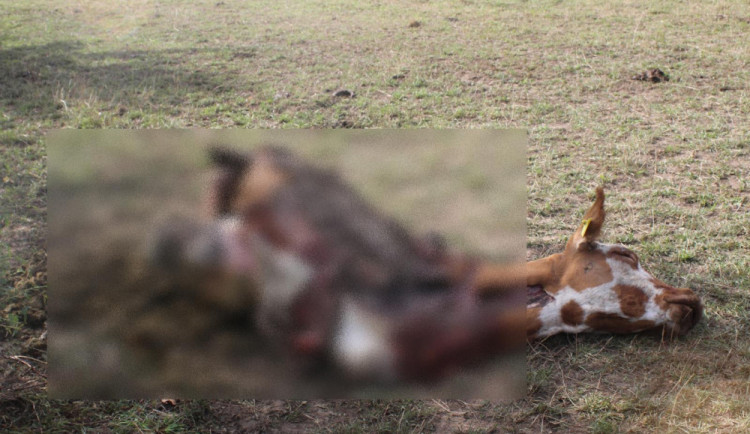 Snímek zabité krávy