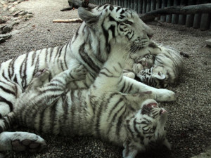 ANKETA: Konec bílých tygrů v ZOO? Nikdo je teď odtud určitě nebude odvážet, zní ze zahrady