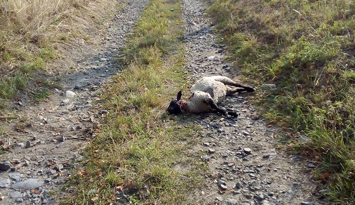 Snímek zabité ovce