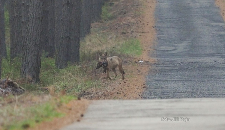 Snímek vlka, který ulovil prase od Jiřího Rejna