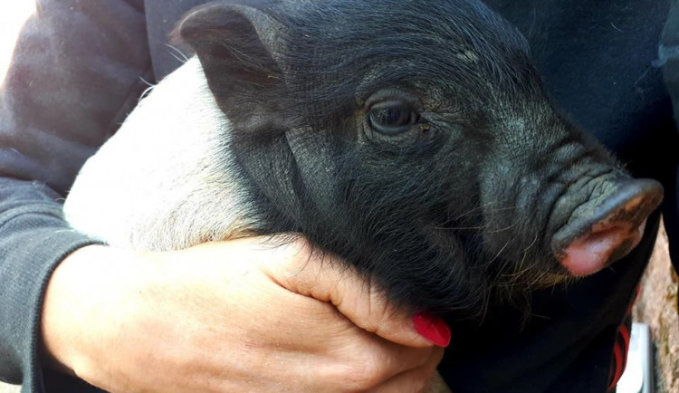 Snímek nalezeného prasátka