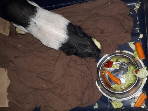 Váša baští o sto šest