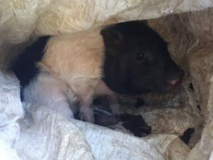 Tahle se malý Vašek schovával v nalezeném pytli