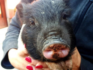 Snímek nalezeného prasátka