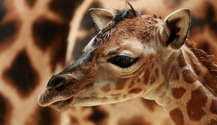 Ilustrační snímek