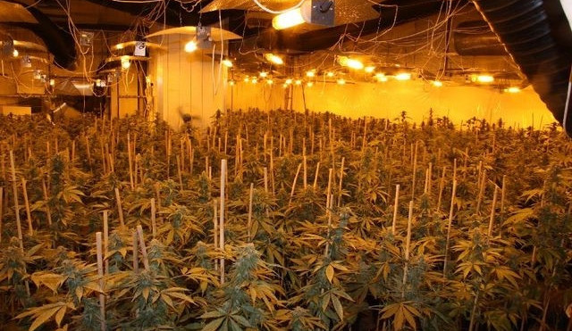 Snímek z pěstírny, kterou odhalili policisté v roce 2014