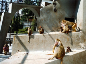 Paviáni v liberecké zoo mají již opravený pavilon, návštěvníci se k nim dostanou blíže