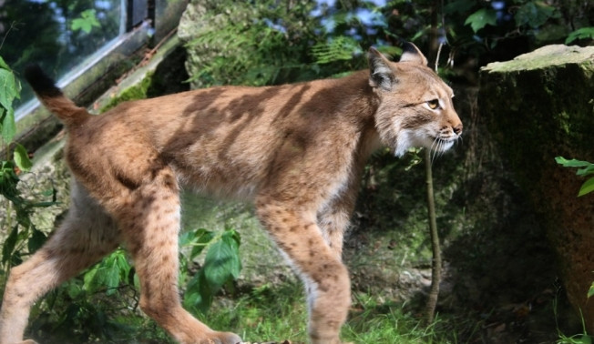 Ilustrační snímek