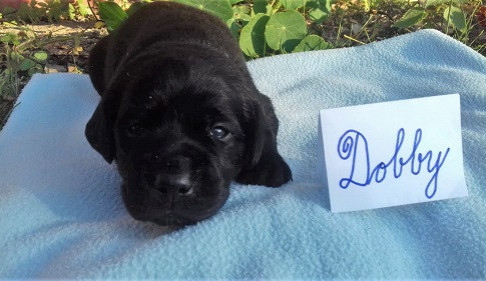 Takto nyní vypadá jen tři týdny starý Dobby, budoucí vodící pes.