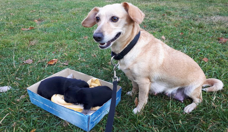 O vyhozenou fenečku i štěňata je již postaráno.