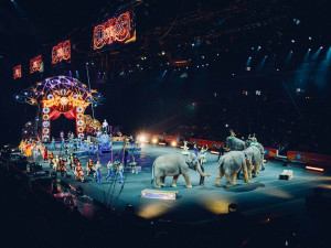 Nechcete se dívat v cirkusech na medvědy a slony? To zjišťuje anketa Ministerstva životního prostředí