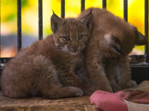 Mláďata rysů v liberecké zoo