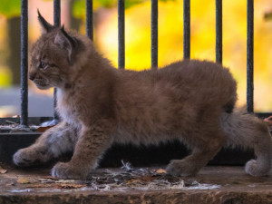 Mláďata rysů v liberecké zoo