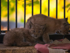 Mláďata rysů v liberecké zoo