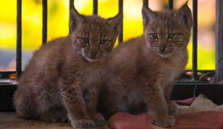 Mláďata rysů v liberecké zoo