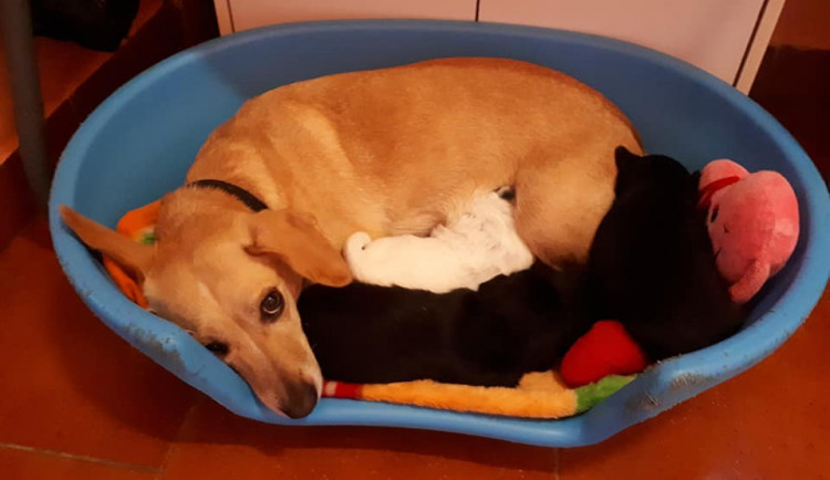 Spokojená psí maminka má u sebe už všechny štěňata