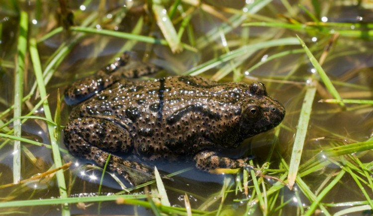 Ilustrační snímek