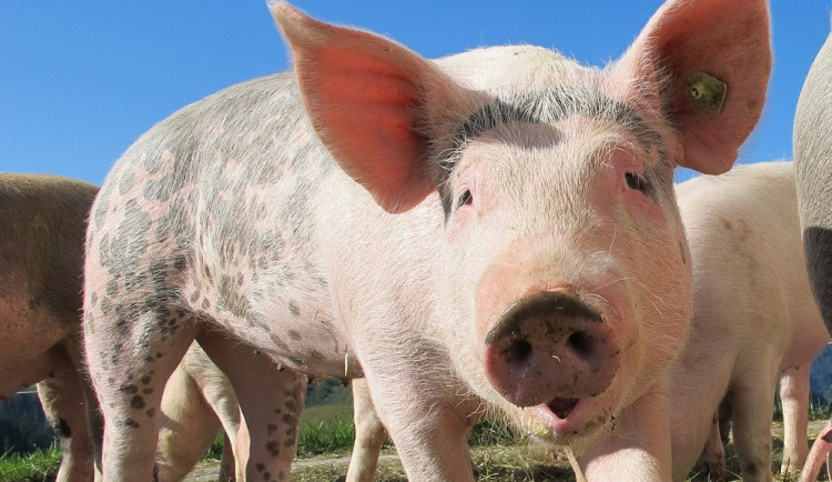 Ilustrační snímek