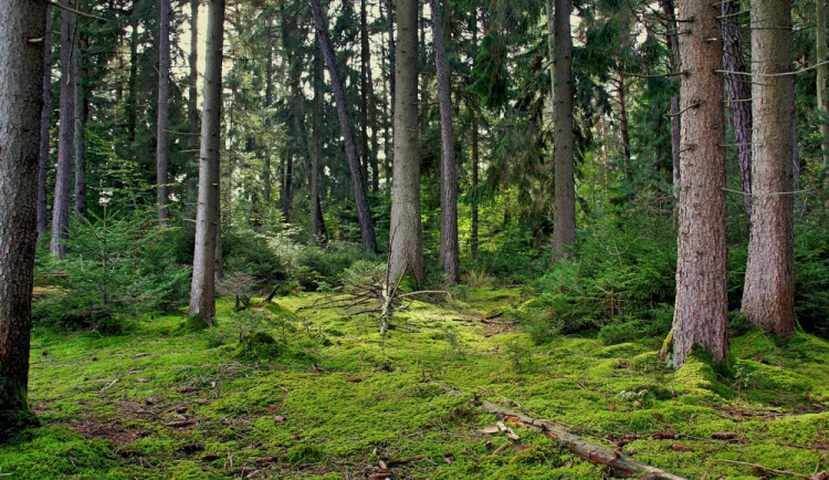 Ilustrační snímek