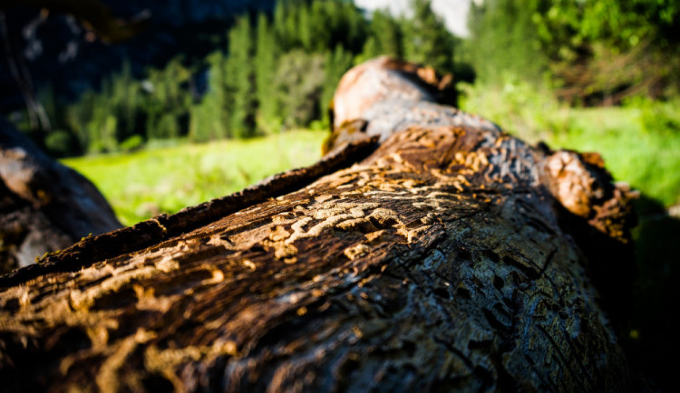 Ilustrační snímek