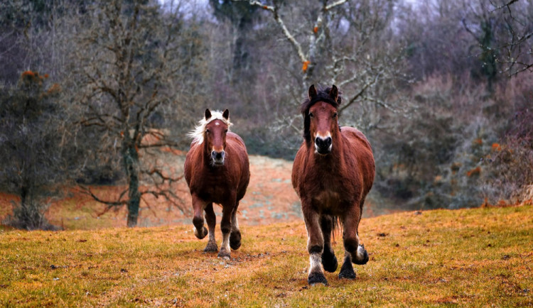 Ilustrační snímek