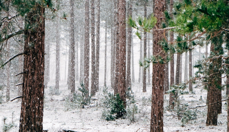 Ilustrační snímek