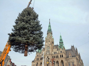 FOTO, VIDEO: Na náměstí už stojí vánoční smrk. Poprvé se rozsvítí v neděli