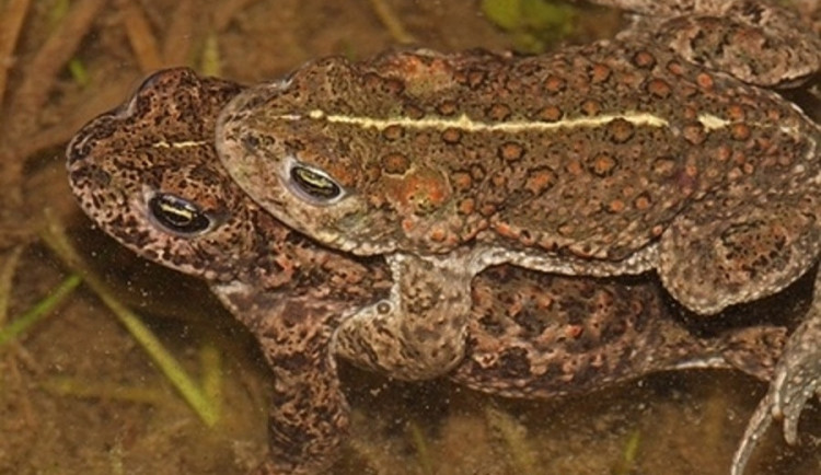 Ropucha krátkonohá