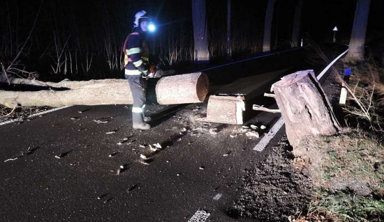 Jeden z popadaných stromů.