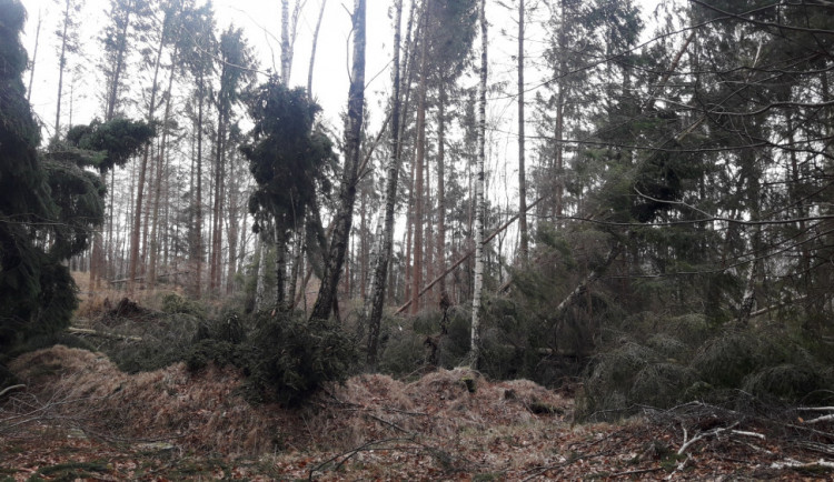 Foto polomů v lesích na Frýdlantsku