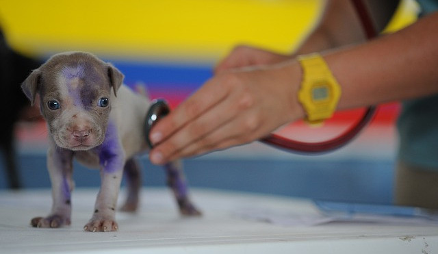 I za zdravého psa se u veterináře zaplatí minimálně tisíc korun ročně