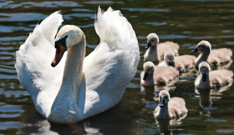 Ilustrační snímek