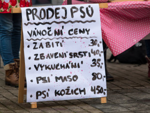 Prodej vánočních psů v centru Liberce poukazuje na masakr v podobě prodeje kaprů