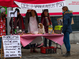 Prodej vánočních psů v centru Liberce poukazuje na masakr v podobě prodeje kaprů