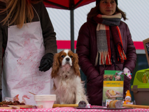 FOTO: Zabití a vykuchání psa, prodej vánočního psího masa vzbudil na Fügnerce rozruch