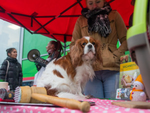Prodej vánočních psů v centru Liberce poukazuje na masakr v podobě prodeje kaprů