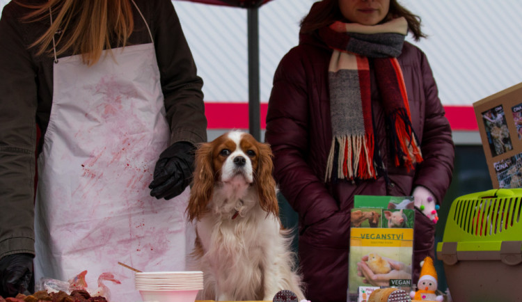 Prodej vánočních psů v centru Liberce poukazuje na masakr v podobě prodeje kaprů