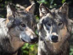 V Česku dojde na odchyt vlků, čipy a obojky by mohly usnadnit návrat šelmy