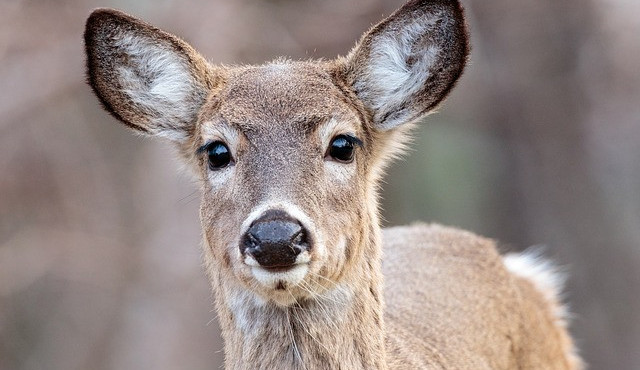 Ilustrační snímek