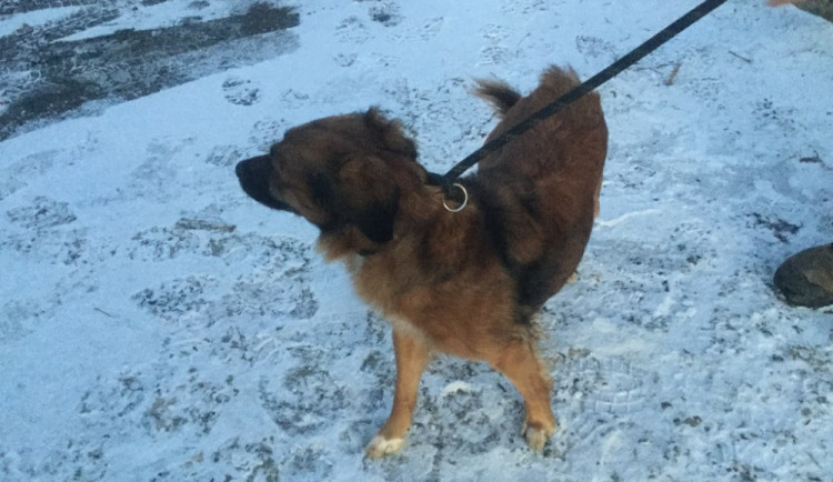 V novém roce řešili olomoučtí strážníci už deset oznámení o zaběhnutých psech