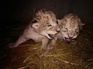 Liberecká zoo přišla o lvíčata, obě zahynula