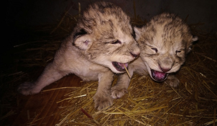 Lvíčata v Liberci