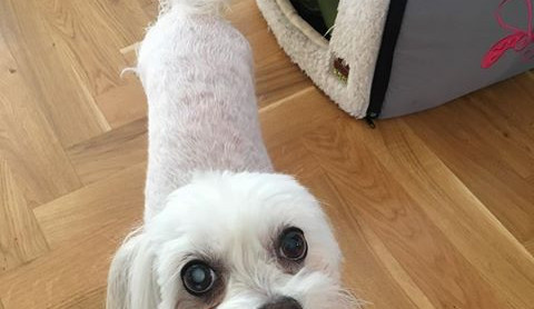 Tuhle fešandu hledají v Liberci